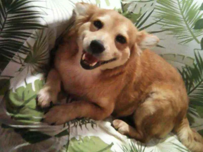 Cachorro ra a SRD idade 5 anos nome Princesa
