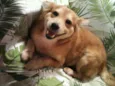 Princesa