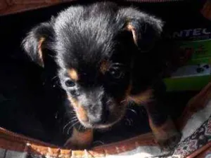 Cachorro raça SRD idade Abaixo de 2 meses nome Pulguinha