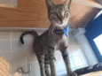 Tigrão 
