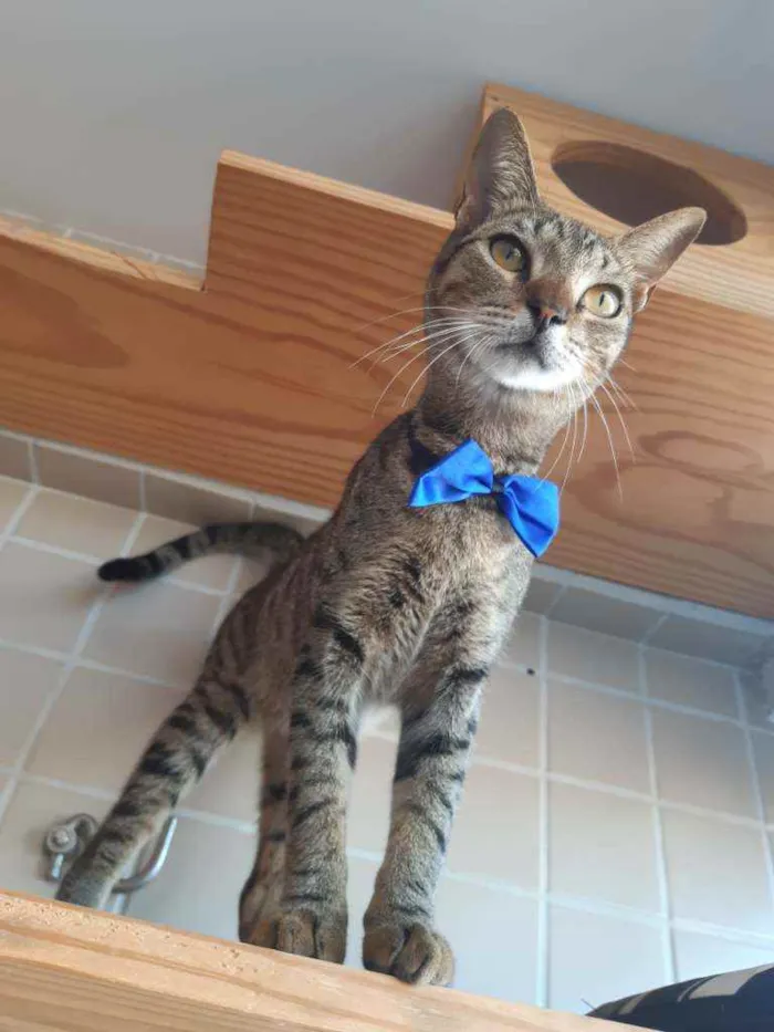 Gato ra a Srd idade 7 a 11 meses nome Tigrão 