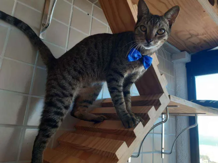 Gato ra a Srd idade 7 a 11 meses nome Tigrão 
