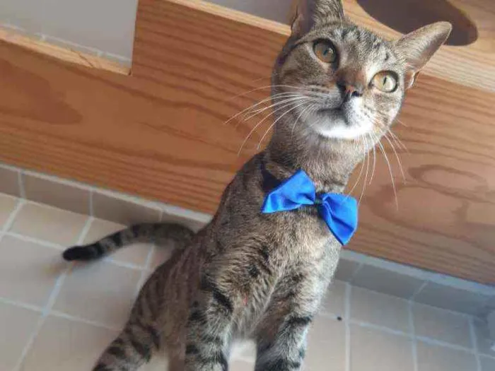 Gato ra a Srd idade 7 a 11 meses nome Tigrão 
