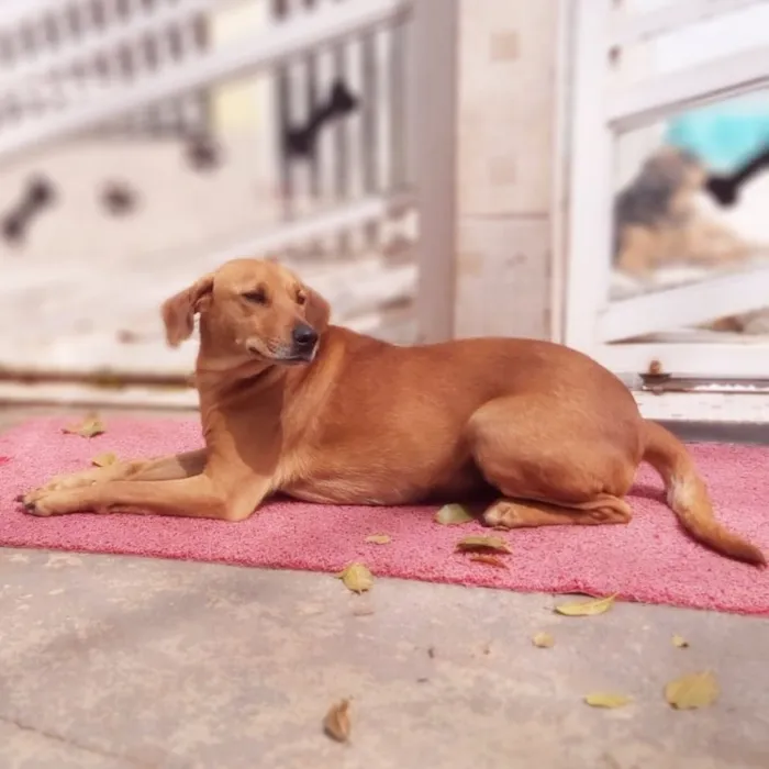 Cachorro ra a SRD-ViraLata idade 2 anos nome Cayena
