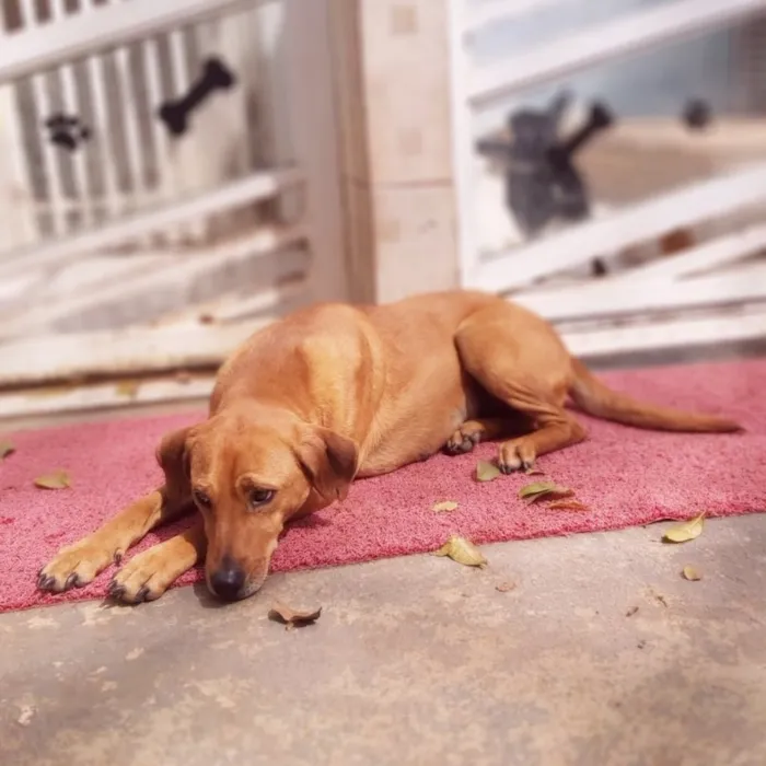 Cachorro ra a SRD-ViraLata idade 2 anos nome Cayena
