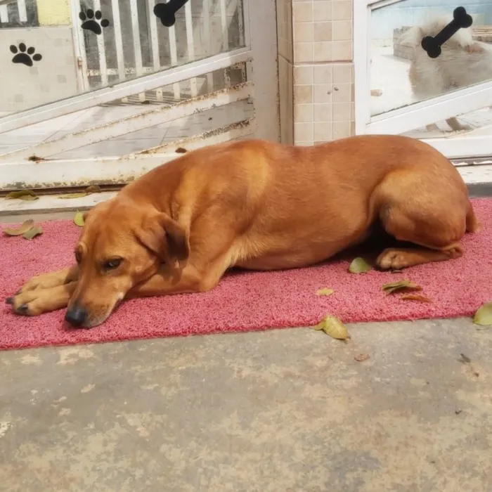 Cachorro ra a SRD-ViraLata idade 2 anos nome Cayena