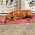 Cayena