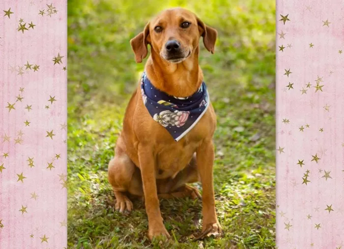 Cachorro ra a SRD-ViraLata idade 2 anos nome Cayena
