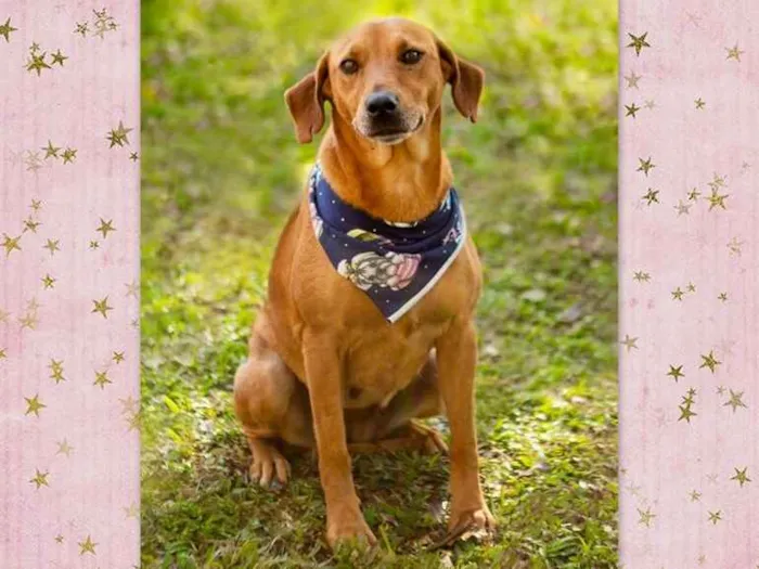 Cachorro ra a SRD-ViraLata idade 2 anos nome Cayena