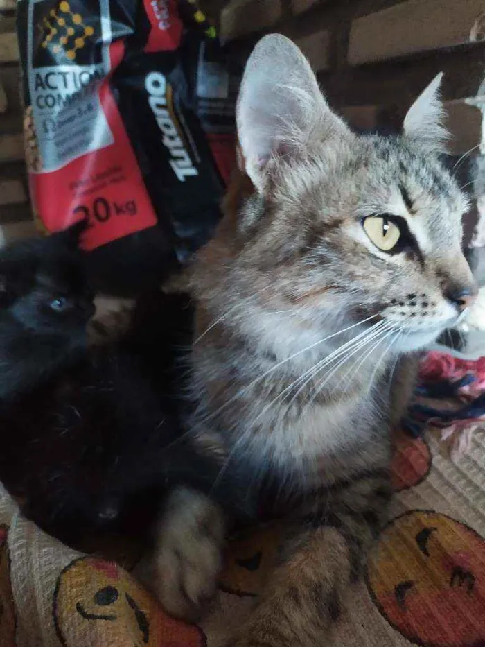 Gato ra a Não definida idade Abaixo de 2 meses nome Petrus