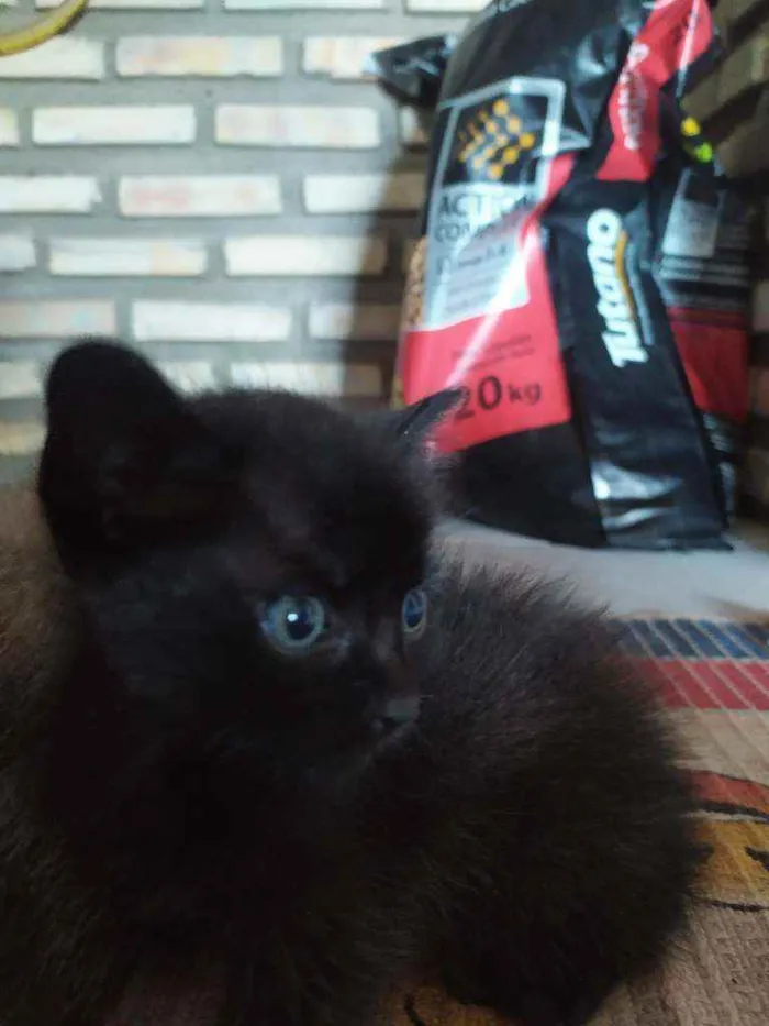 Gato ra a Não definida idade Abaixo de 2 meses nome Petrus