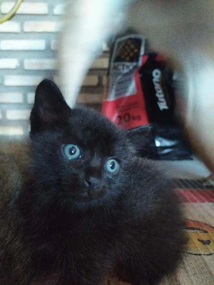 Gato ra a Não definida idade Abaixo de 2 meses nome Petrus