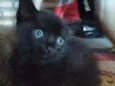 Petrus