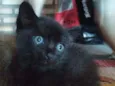 Petrus