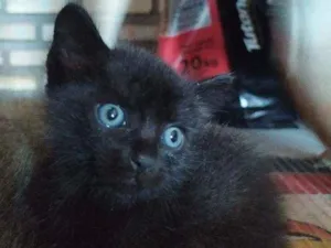 Gato raça Não definida idade Abaixo de 2 meses nome Petrus