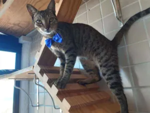 Gato raça Srd idade 7 a 11 meses nome Tigrão 