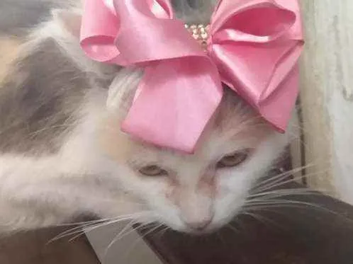 Gato ra a Desconhecida idade 1 ano nome Mileide