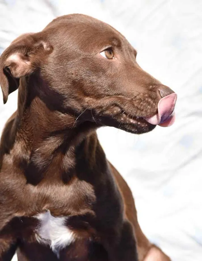 Cachorro ra a SRD idade 2 a 6 meses nome Choco