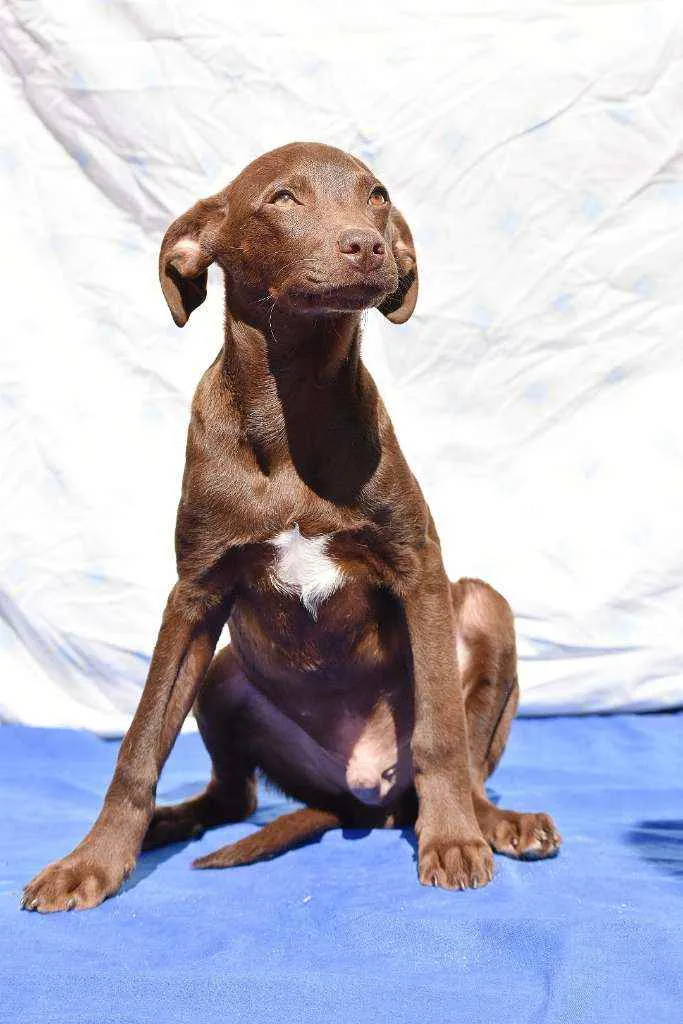 Cachorro ra a SRD idade 2 a 6 meses nome Choco