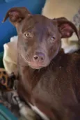 Choco