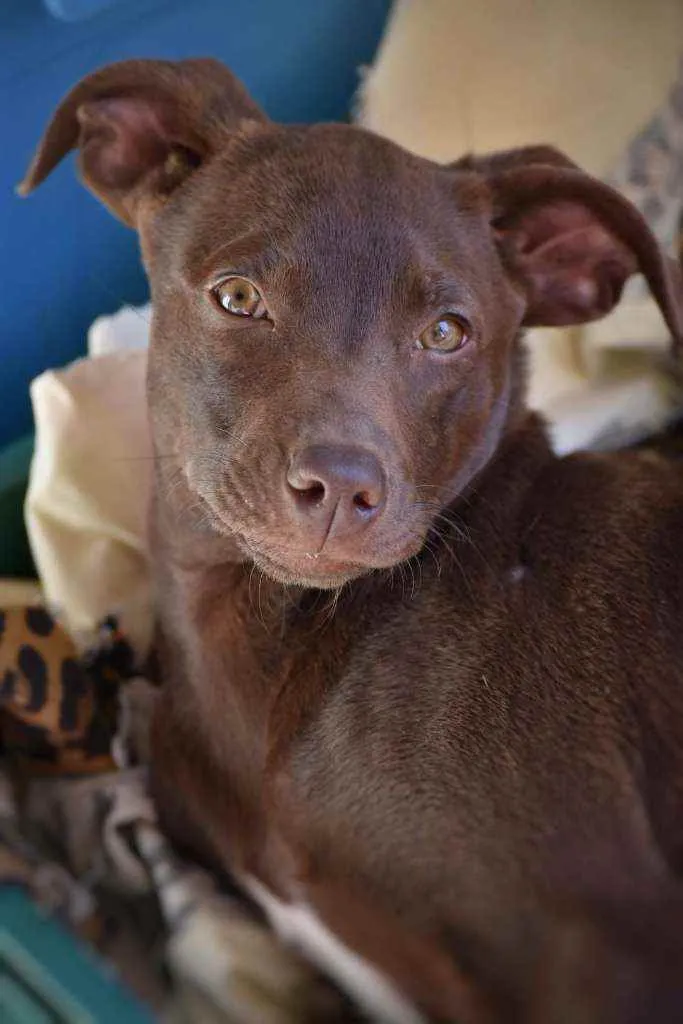 Cachorro ra a SRD idade 2 a 6 meses nome Choco