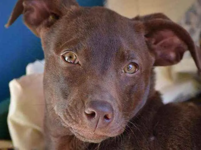 Cachorro ra a SRD idade 2 a 6 meses nome Choco