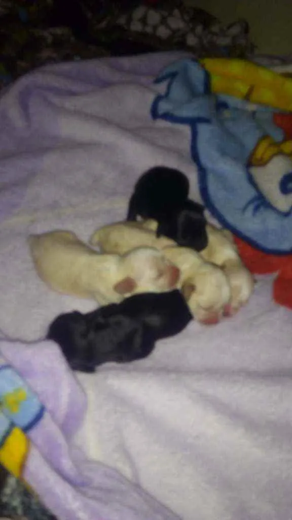 Cachorro ra a Mestiço Cocker com iorkshire idade Abaixo de 2 meses nome Filhotes