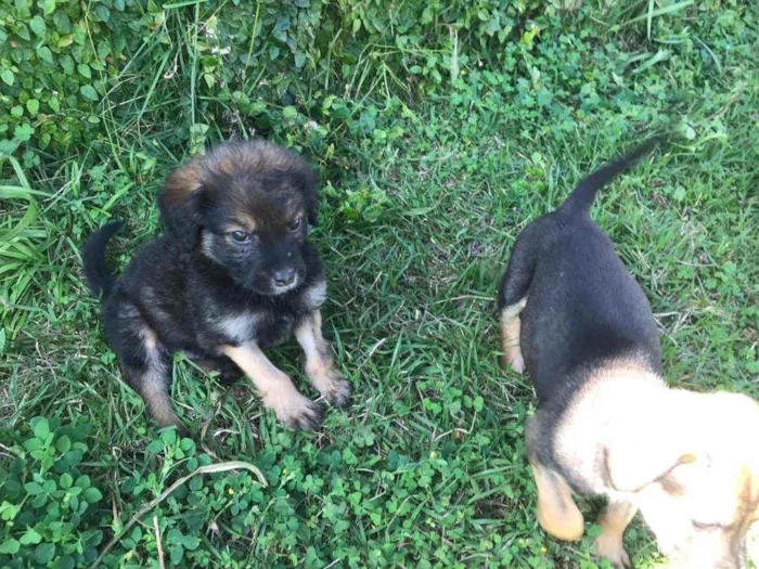Cachorro ra a SRD idade 2 a 6 meses nome Filhote Macho