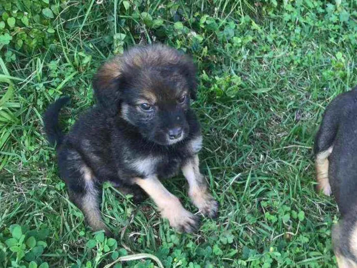 Cachorro ra a SRD idade 2 a 6 meses nome Filhote Macho
