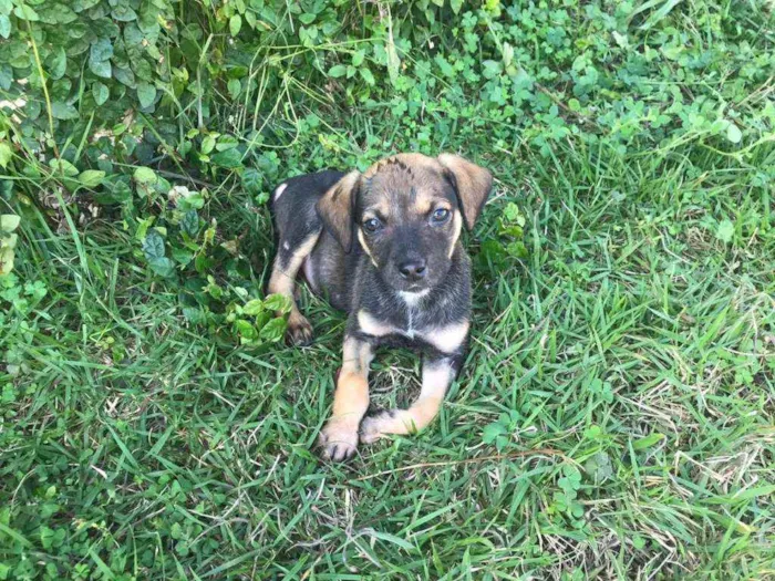 Cachorro ra a SRD idade 2 a 6 meses nome Filhote Femea