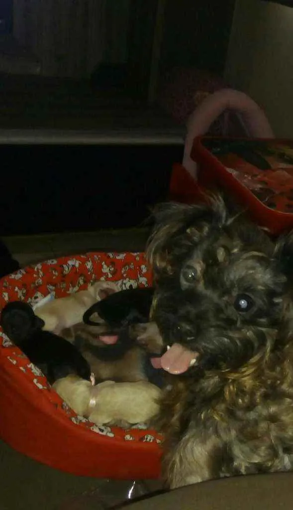 Cachorro ra a Mestiço Cocker com iorkshire idade Abaixo de 2 meses nome Filhotes