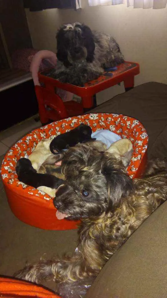Cachorro ra a Mestiço Cocker com iorkshire idade Abaixo de 2 meses nome Filhotes