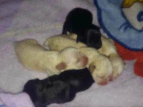 Cachorro ra a Mestiço Cocker com iorkshire idade Abaixo de 2 meses nome Filhotes