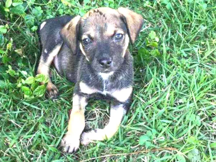 Cachorro ra a SRD idade 2 a 6 meses nome Filhote Femea