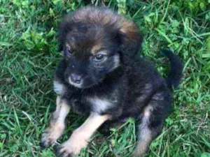 Cachorro raça SRD idade 2 a 6 meses nome Filhote Macho