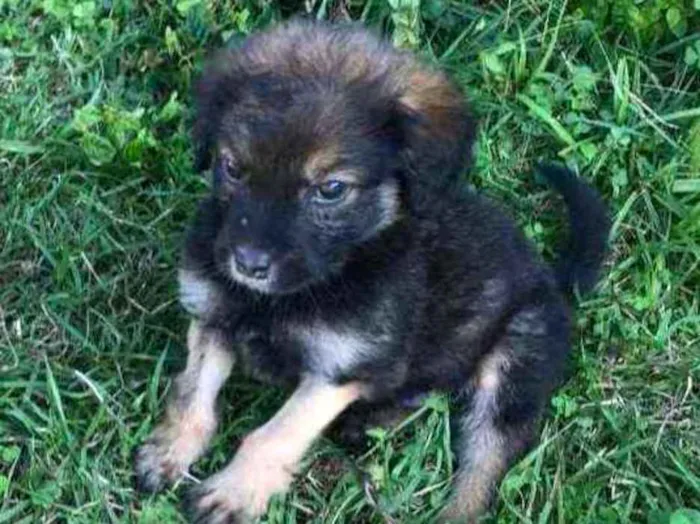 Cachorro ra a SRD idade 2 a 6 meses nome Filhote Macho