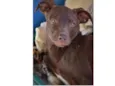 Choco