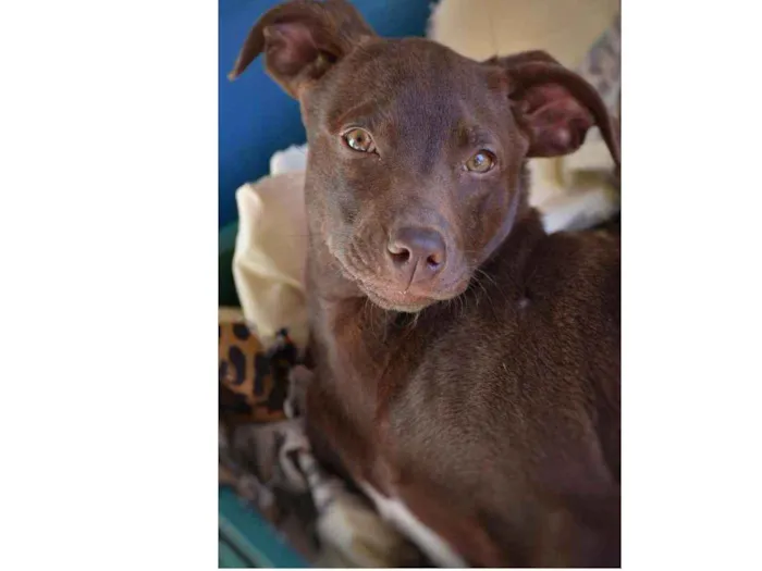 Cachorro ra a SRD idade 2 a 6 meses nome Choco