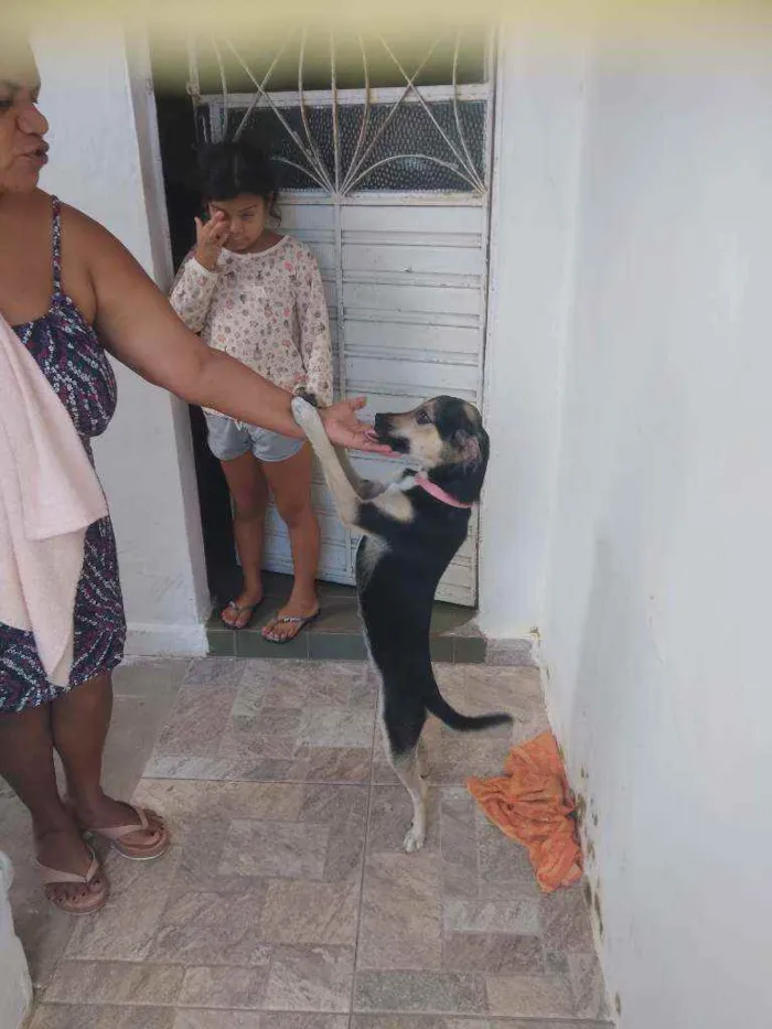 Cachorro ra a Viralatas idade 7 a 11 meses nome Rebeca