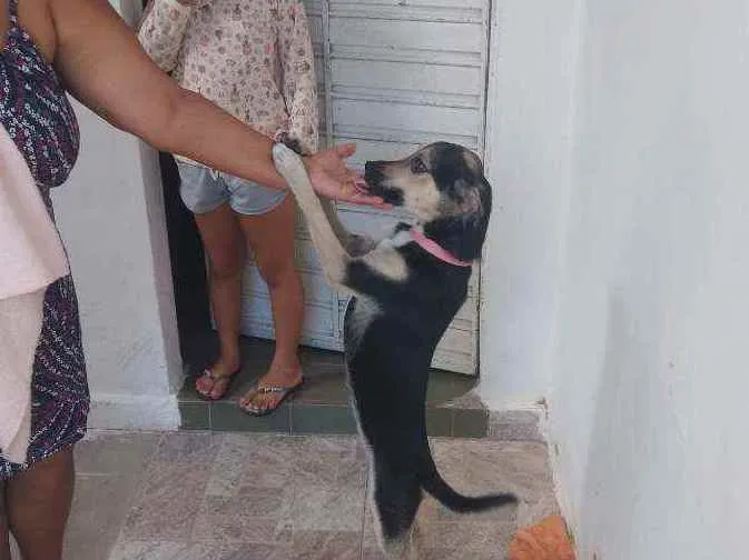 Cachorro ra a Viralatas idade 7 a 11 meses nome Rebeca