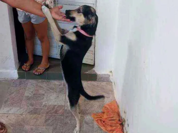 Cachorro ra a Viralatas idade 7 a 11 meses nome Rebeca