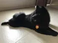 SPIKE