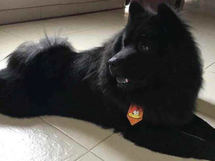 Cachorro raça Chow chow idade 2 anos nome SPIKE
