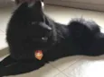 SPIKE