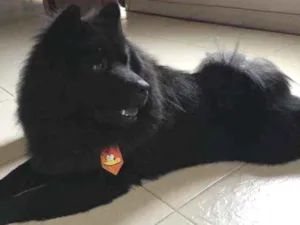 Cachorro raça Chow chow idade 2 anos nome SPIKE
