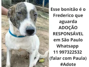 Cachorro raça  idade  nome Frederico