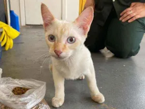 Gato raça SRD idade 2 a 6 meses nome Alecrim
