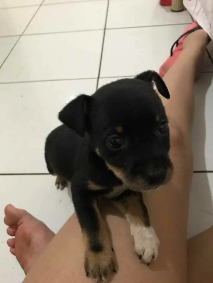 Cachorro ra a Viralata idade 2 a 6 meses nome Eles não tem nomes