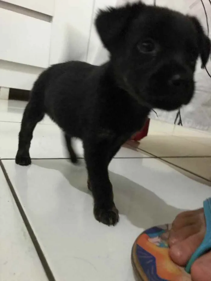 Cachorro ra a Viralata idade 2 a 6 meses nome Eles não tem nomes