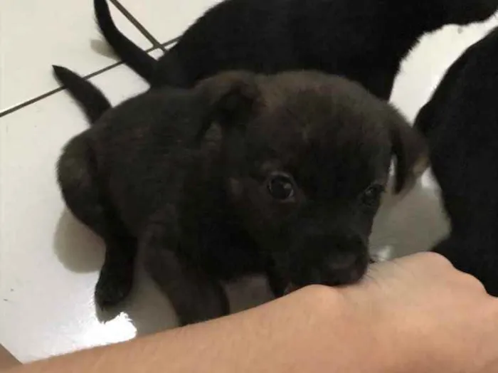 Cachorro ra a Viralata idade 2 a 6 meses nome Eles não tem nomes
